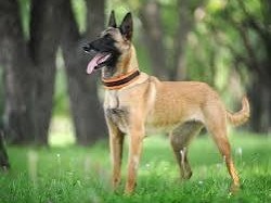 Belgian Shepherd Dog (Malinois) – The new "King" of law enforcement dogs – Oklahoma City