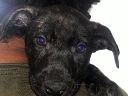 Mixed Breed – German/Pit Mix – Hampton