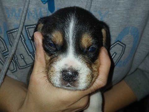 French Bulldog – Frenchie mix aussies – Mount Vernon