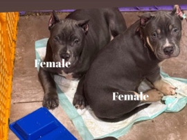 ABR Pups AMERICAN BULLY – Fresno