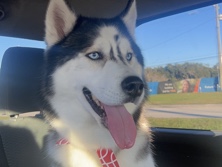 Siberian Husky – husky – Brandon