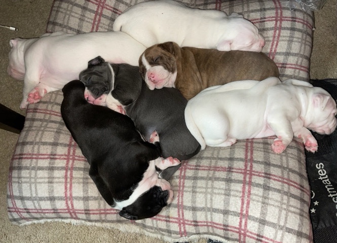 American Pit Bull Terrier – 6 free puppies