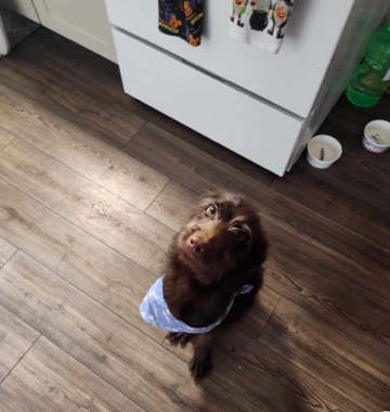 Labrador Retriever – labradoodle for sale
