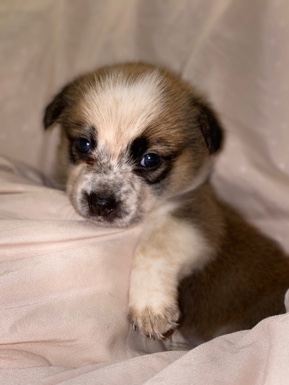 Pembroke Welsh Corgi – Female corgi puppy houston pearland area