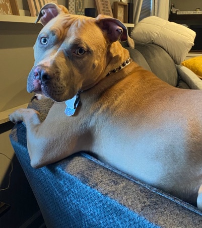 American Staffordshire Terrier – Needs a loving home