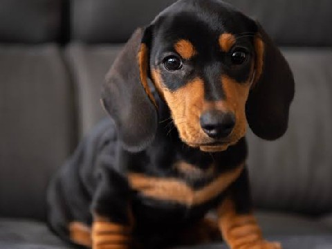 Dachshund – Dachshund puppy male female available