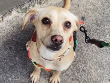 🌸 ¡Mila busca su familia para siempre! 🌸 – Tlalnepantla
