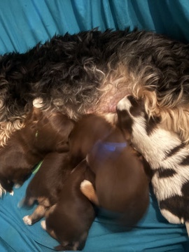 Yorkshire Terrier – AKC Yorkies looking for forever home – Black Canyon City