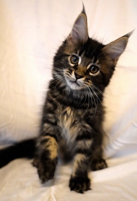 Maine Coon – Maine coone kitten