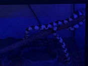 King Snake – california king snake – Henderson