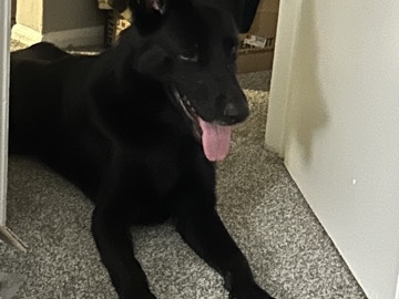 German Shepherd – German Shepherd – Oakland Park