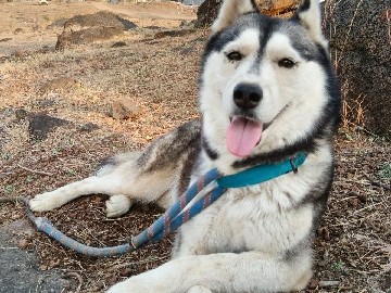 Serbian Hound – husky dog female – Awhalwadi
