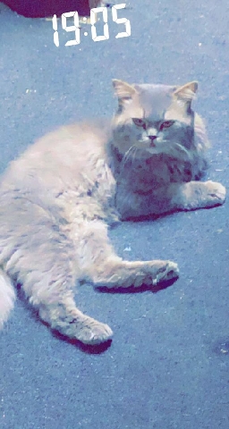 Persian (Modern) – kati