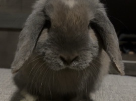 American Chinchilla – holland lop bunny – Mission Viejo