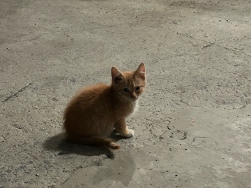 orange kitten – Loysville
