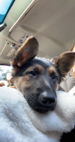German Shepherd – Female German Shepherd