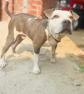 American Pit Bull Terrier – dog for sale