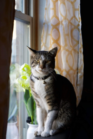 rehome cat