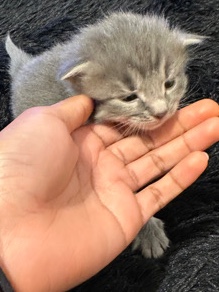 male mainecoon persian mix