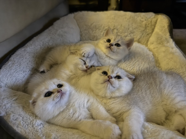 Scottish Fold - Scottish fold kittens  available for adoption in Міссісауга