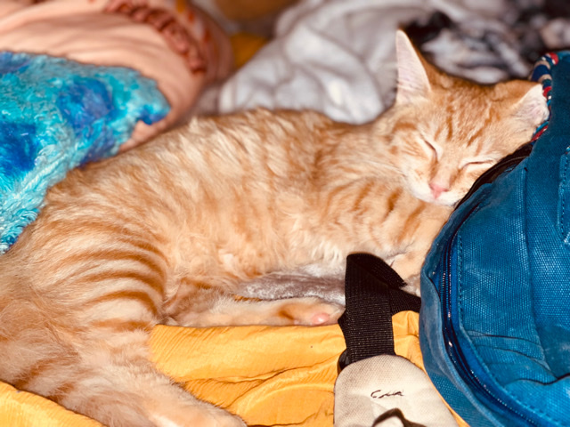 Cuddly Kitten