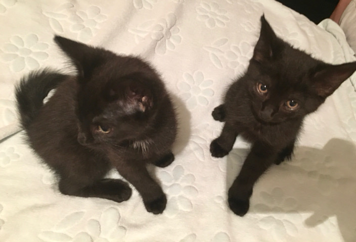 2 kittens for sale £30