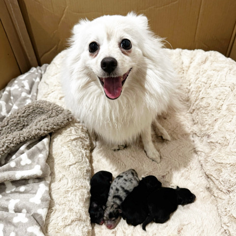 Pomeranian – **AVAILABLE NOW** 3 Merle Pom Pom Girls