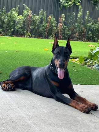 Doberman Pinscher – cachorros Dobermans disponibles