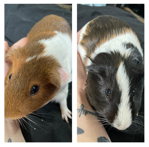 guinea pig – Lennon and McCartney