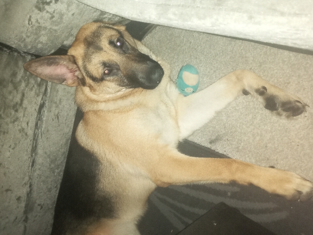 German Shepherd – name off dog buddy