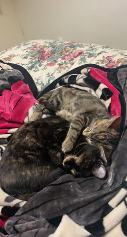 two kittens