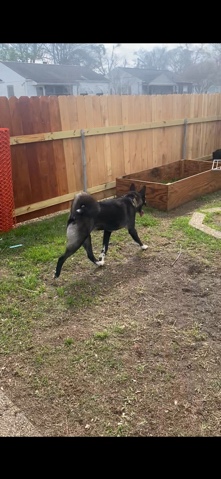 Akita – akita regome