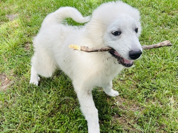 oso – Jacksonville