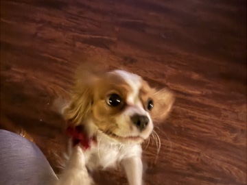  Abigail needs a home