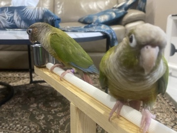 Conure – URGENT Cinnamon conure adult parrot – Singapore