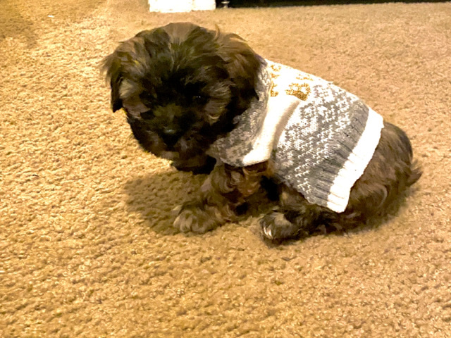Yorkshire Terrier – yorkie poodle mix puppy MICHIGAN