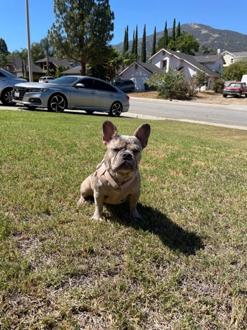 French Bulldog – frenchie