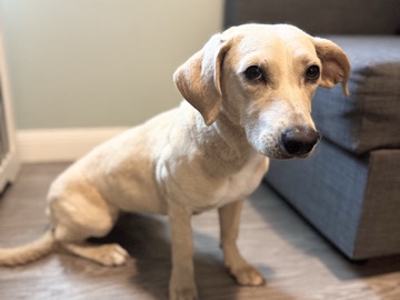Mixed Breed – Nala - puppy terrier mix – Highland