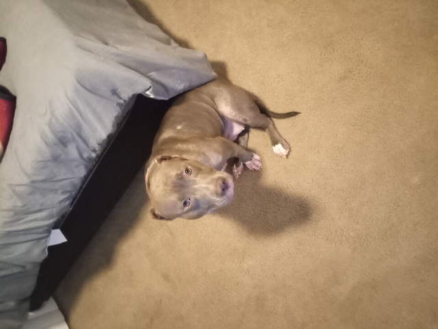 American Pit Bull Terrier – American Bully with Paperwork