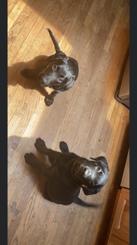 2 Rottweiler lab mixed,pair