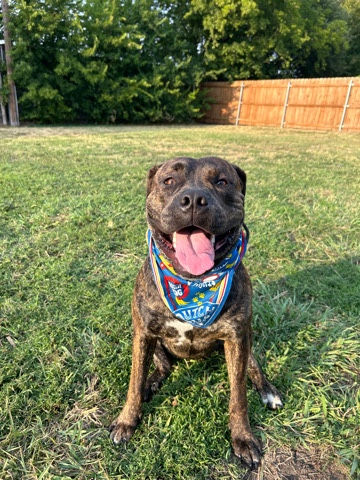 American Pit Bull Terrier – In need of a loving home