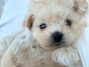 Poodle – ❌NOT AI❌ Real Korean Tea Cup Cream Puppy – 杜拜市