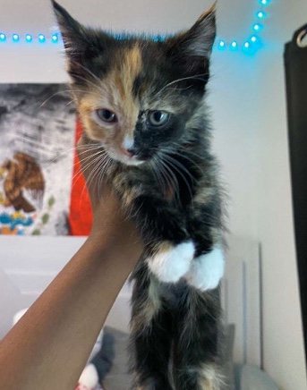 Asian Semi-longhair – black and orange boy kitten❤️