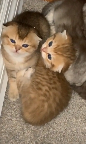 Scottish Fold – scottish fold babies