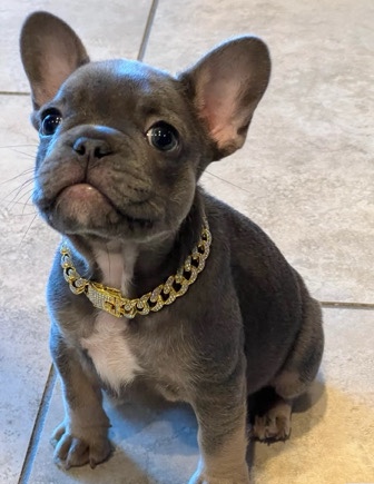 French Bulldog – Smart French bulldog looking new home