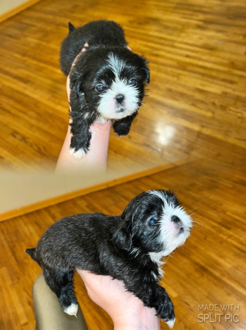 Shih Tzu – I sell poppies