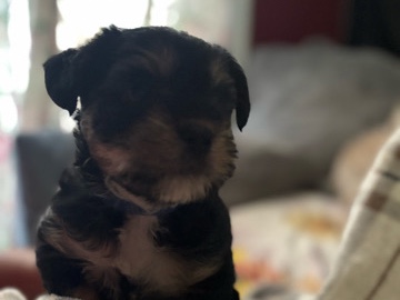Mixed Breed – puppy – Columbia