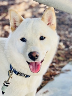 Shiba Inu – Kento