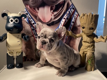 French Bulldog – Female Blue Merle French Bulldog 9 weeks – Laurel