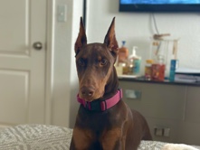 Doberman Pinscher – Female Doberman – Miami